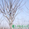 欒樹小苗|欒樹價格|欒樹低價批發(fā)