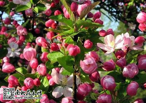 西府海棠圖片5