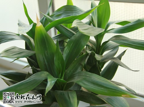 富貴竹養(yǎng)護(hù)方法技巧