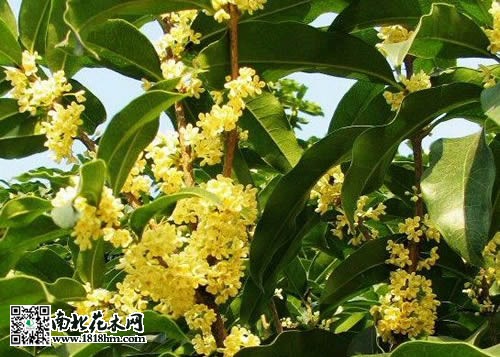 桂花
