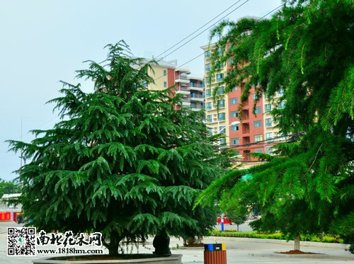 雪松芽苗移栽技術(shù)