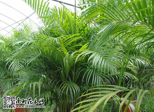 散尾葵的養(yǎng)殖方法