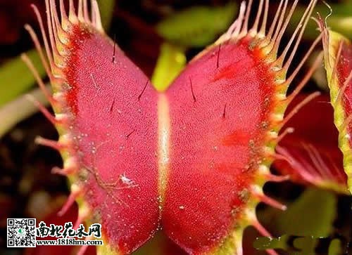 捕蠅草的養(yǎng)殖方法及技2