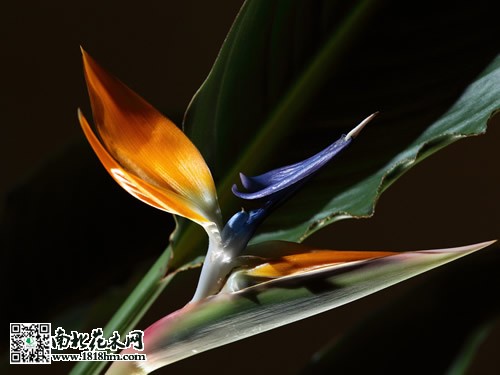 鶴望蘭圖片2