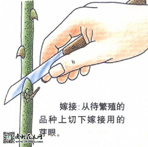 影響嫁接成活的關(guān)鍵因素