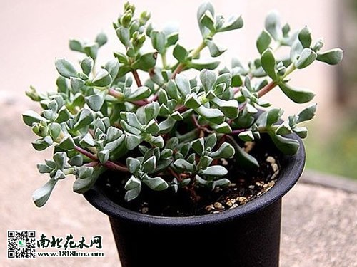 白鳳菊養(yǎng)護技術要點