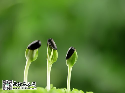 種子處理技術(shù)