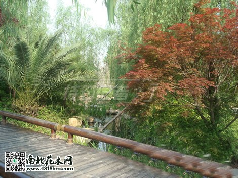 房市低迷促使開發(fā)商注重小區(qū)綠化建設(shè)