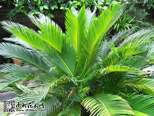 鐵樹的養(yǎng)殖方法