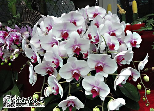 蝴蝶蘭花期養(yǎng)護技術(shù)