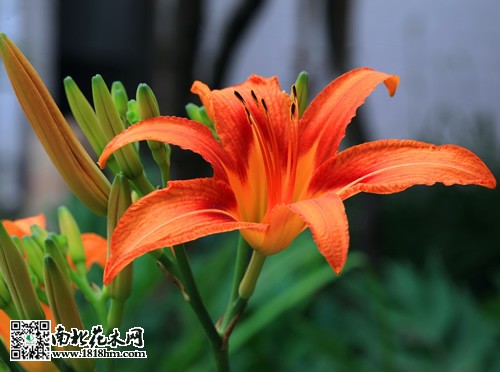 母親節(jié)送什么花好2