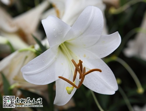 母親節(jié)送什么花好3