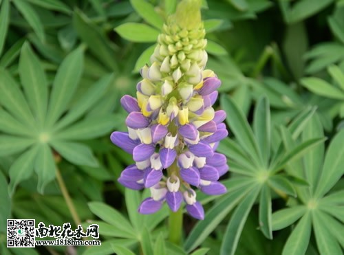 母親節(jié)送什么花好4
