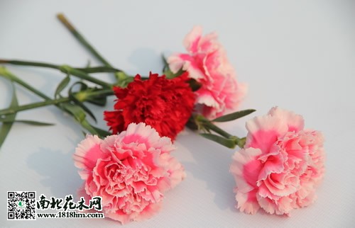 母親節(jié)