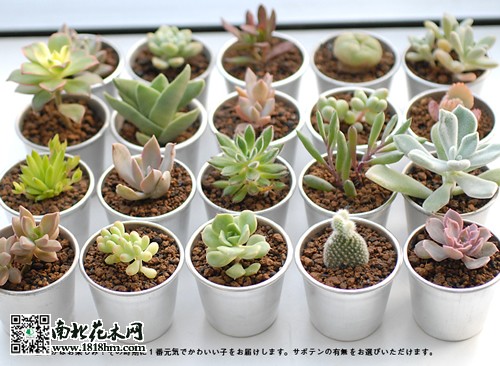 多肉植物與康乃馨爭寵