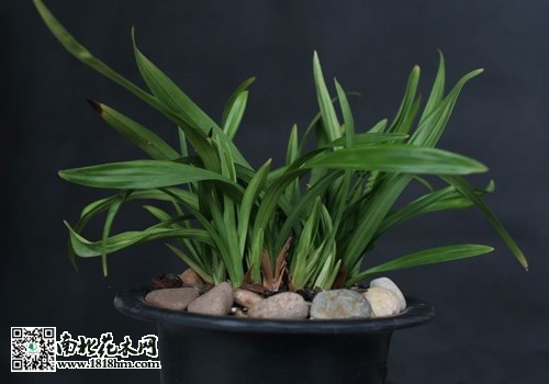 蘭花翻盆禁忌事項(xiàng)
