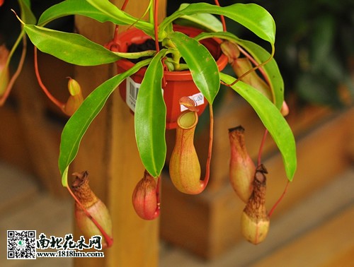 豬籠草怎么養(yǎng)