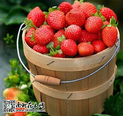 草莓不結(jié)果的原因