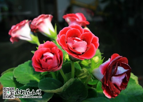 大巖桐養(yǎng)殖注意事項