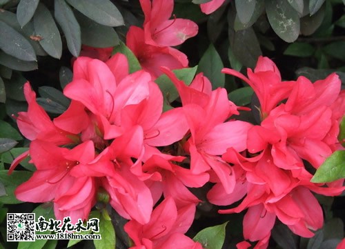 杜鵑花的作用及養(yǎng)護(hù)