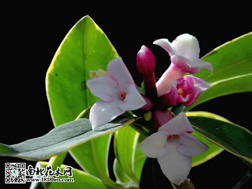 金邊瑞香簡介及養(yǎng)殖方法