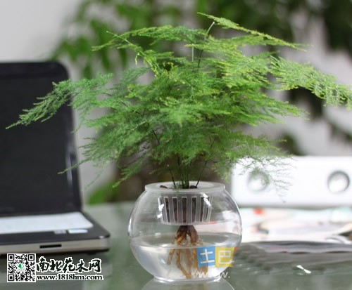文竹水培技術(shù)