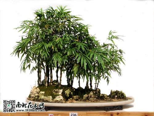 山水盆景養(yǎng)護(hù)