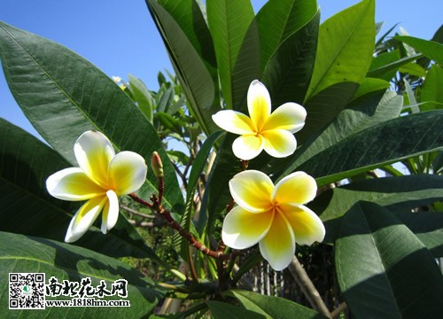 雞蛋花