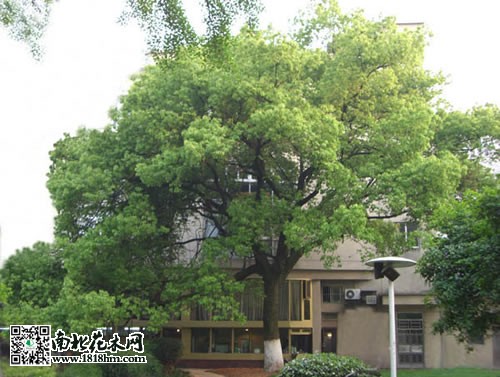 香樟樹圖片