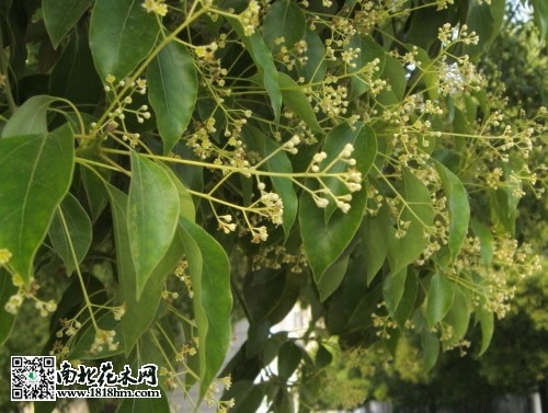 香樟樹圖2