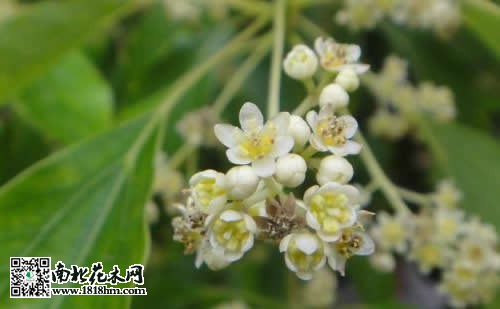 香樟樹圖片4