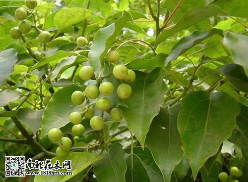 香樟樹圖片5