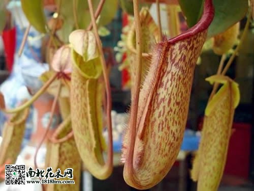 豬籠草
