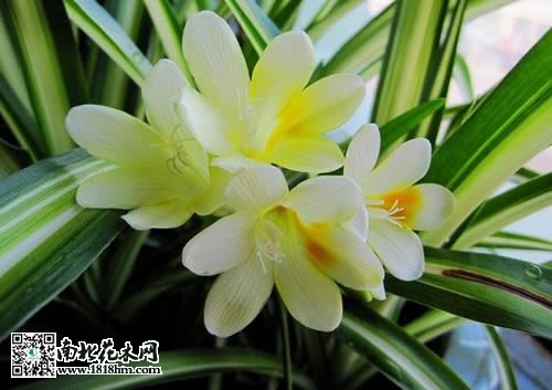 香雪蘭