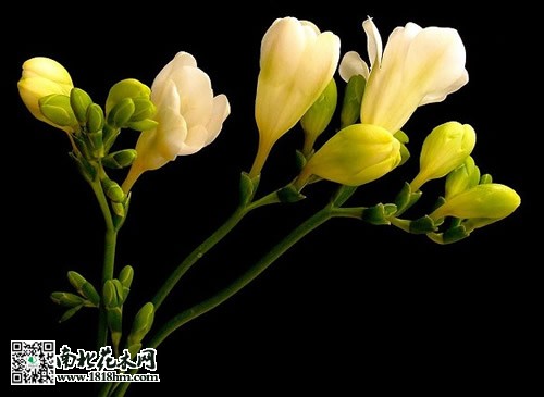 香雪蘭2