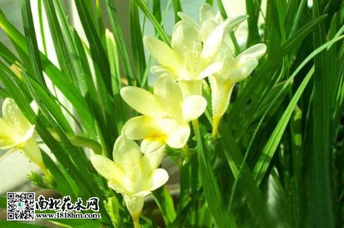香雪蘭3