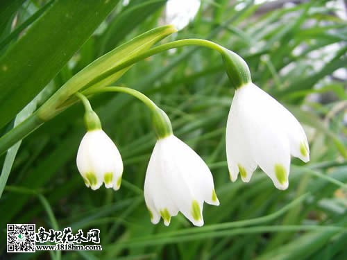 雪片蓮