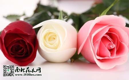 洛麗瑪絲玫瑰