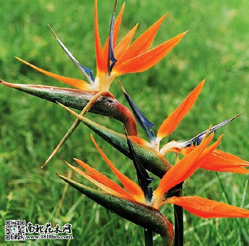 鶴望蘭