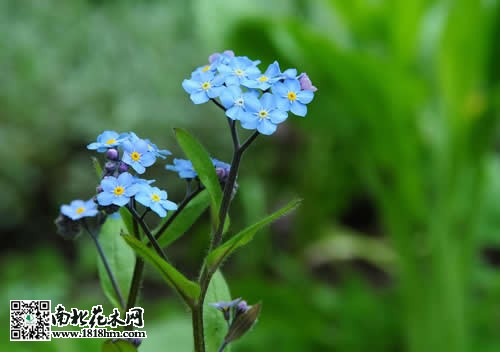 勿忘我草