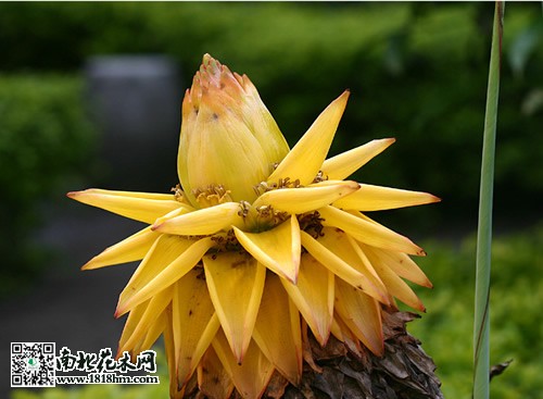 地涌金蓮
