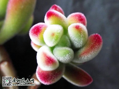 錦晃星
