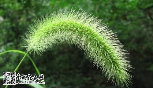 狗尾巴