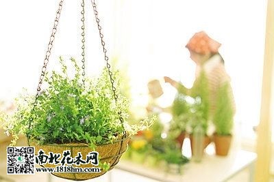 澆花