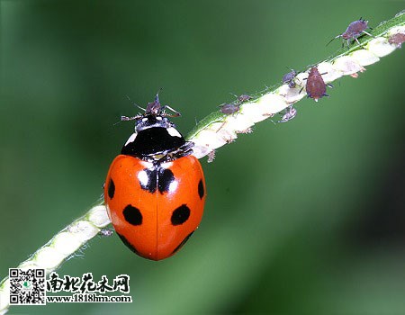 瓢蟲000