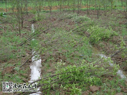 臺(tái)風(fēng)