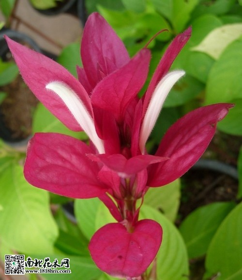 赤苞花
