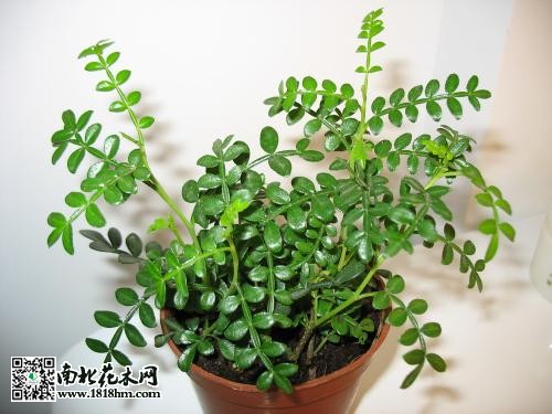 清香木3