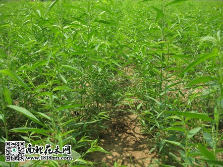 山桃