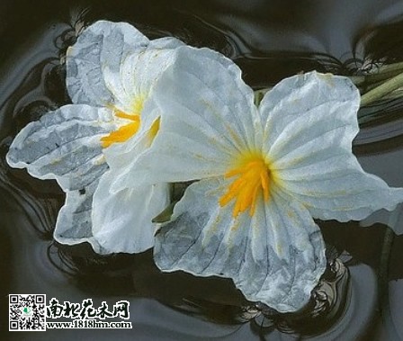 海菜花1